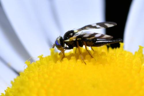 Urophora quadrifasciata